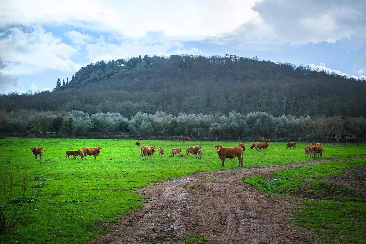 Capalbio – Bivio Pescia Fiorentina – Garavicchio – Giardino dei Tarocchi – Borgo Carige – Capalbio
