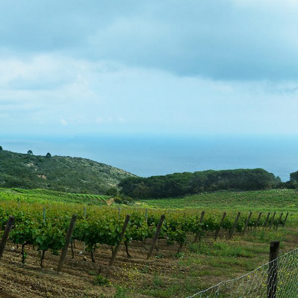 In bici sull’Isola d’Elba, 4 itinerari da seguire