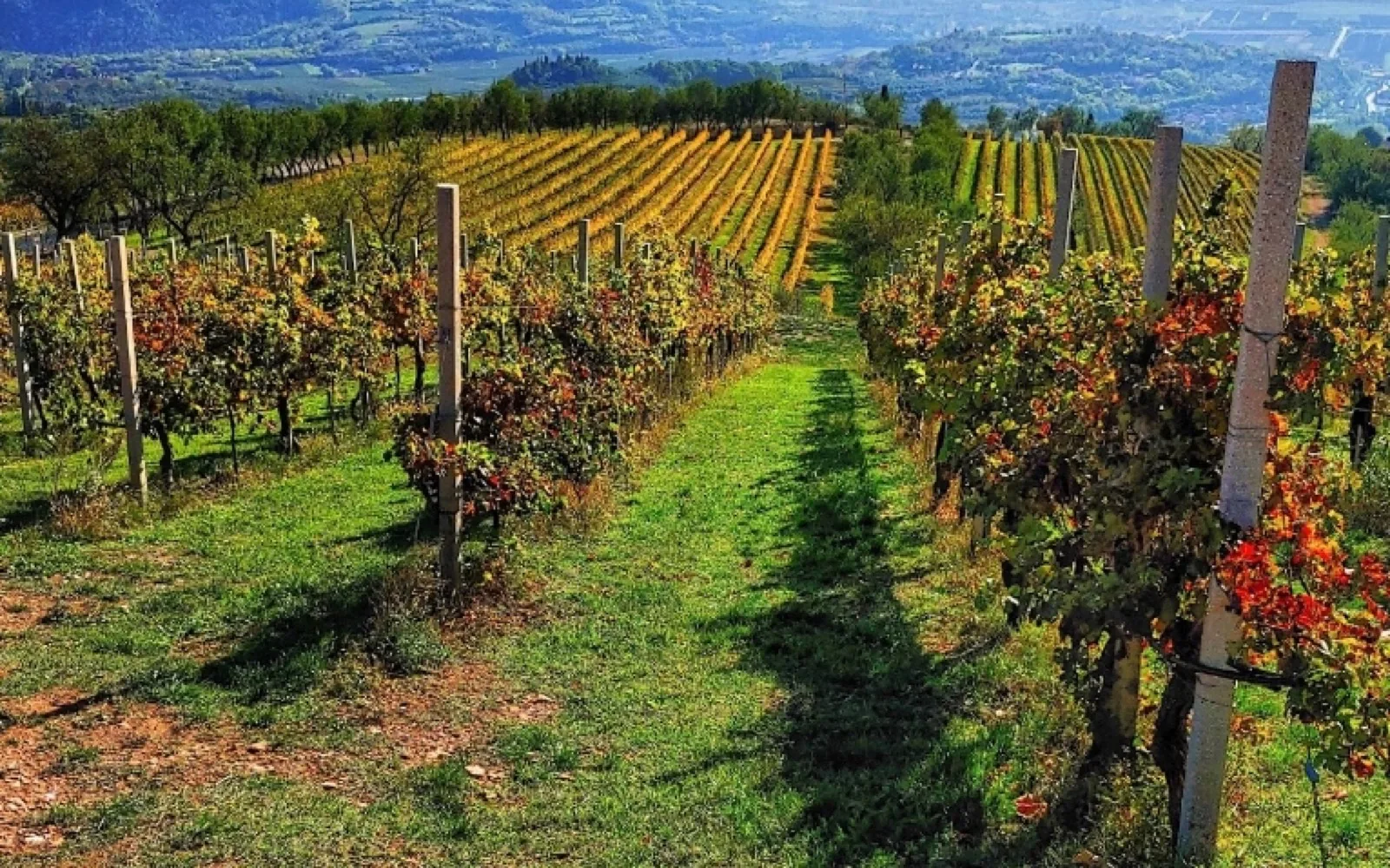 Tour dei Colli Euganei in eMtb
