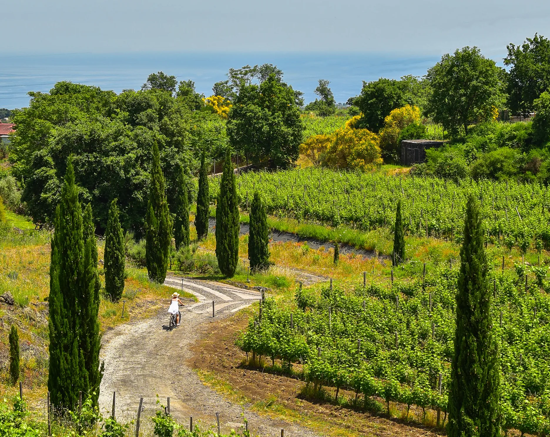 The wine route (Randazzo-Verzella-Castiglione)