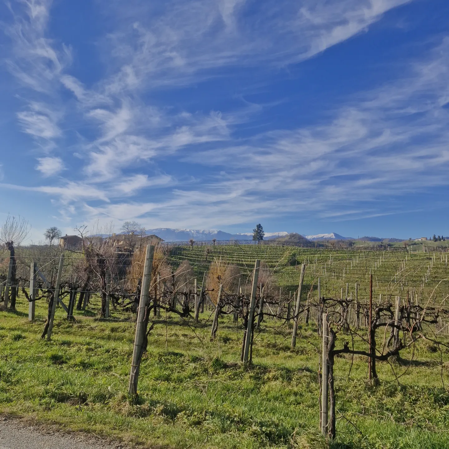 Azienda Prosecco Tour